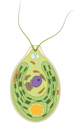 Set of 4 Chlamydomonas anti-Lhc antibodies in the group Antibodies Plant/Algal / Photosynthesis / LHC at Agrisera AB (Antibodies for research) (AS01 011 CHLAMYset)